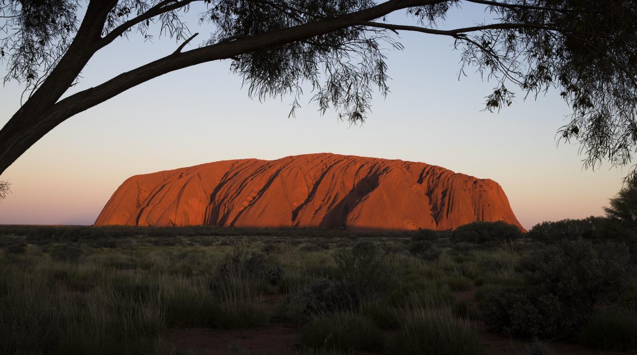 Uluru from a distance with a tree in the foreground