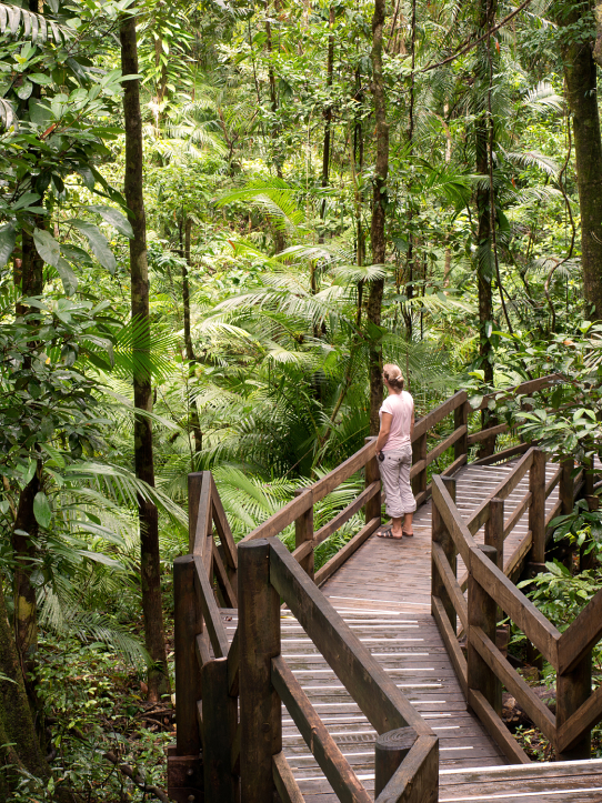 Daintree Rainforest