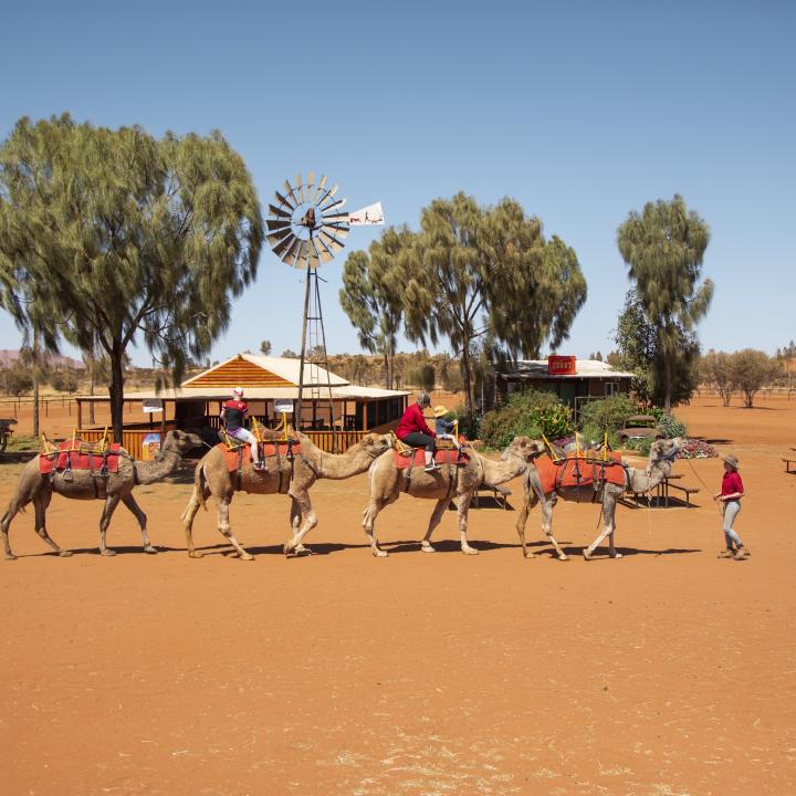 camels