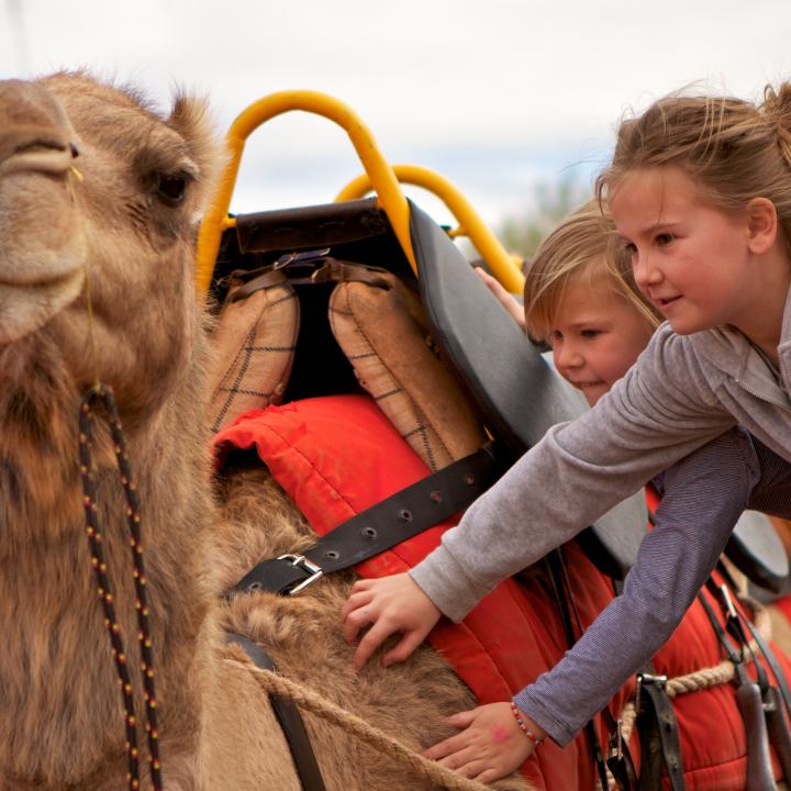 camel and kids