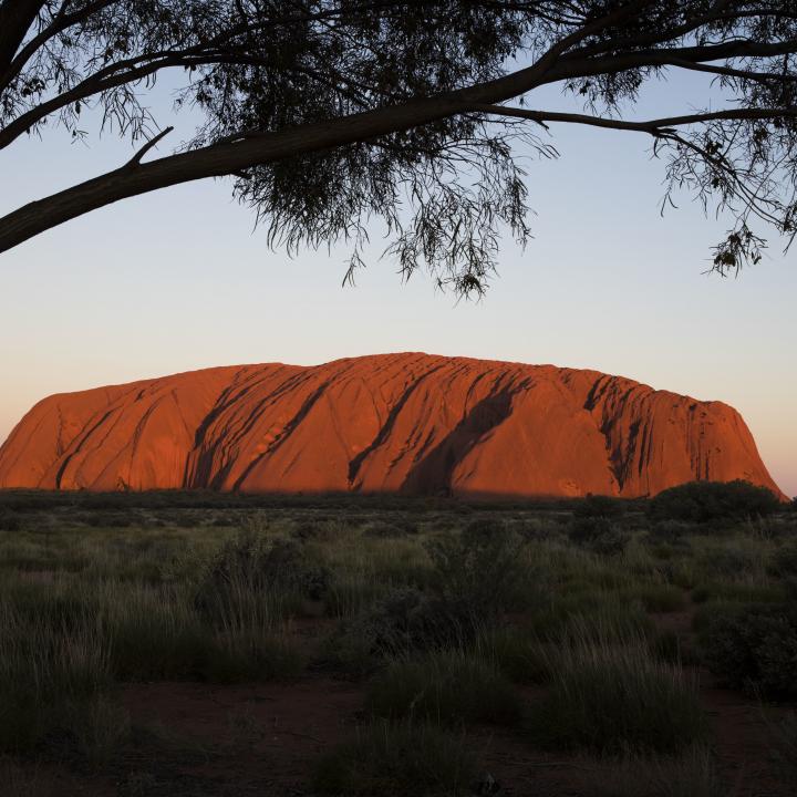 Uluru from a distance with a tree in the foreground