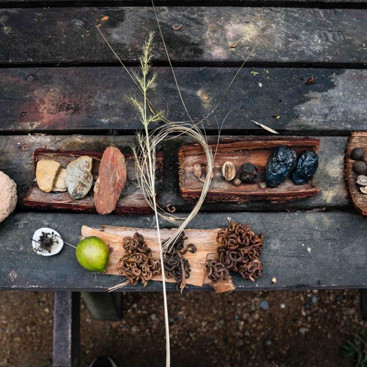 Flora and Fauna from Mossman Gorge spread out on a table