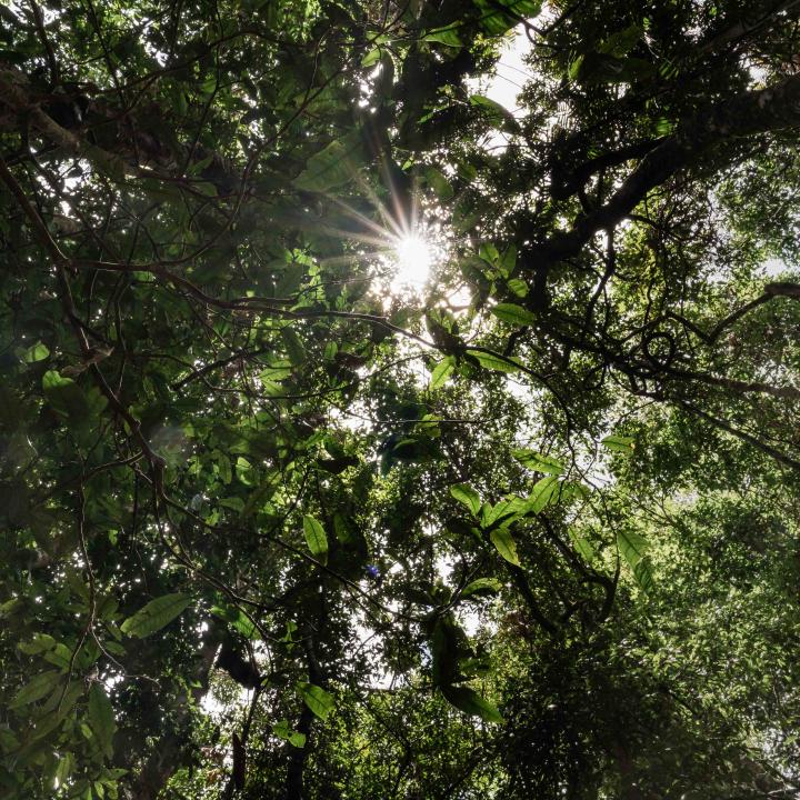 Looking up towards the top of the trees at Mossman Gorge, Daintree Rainforest