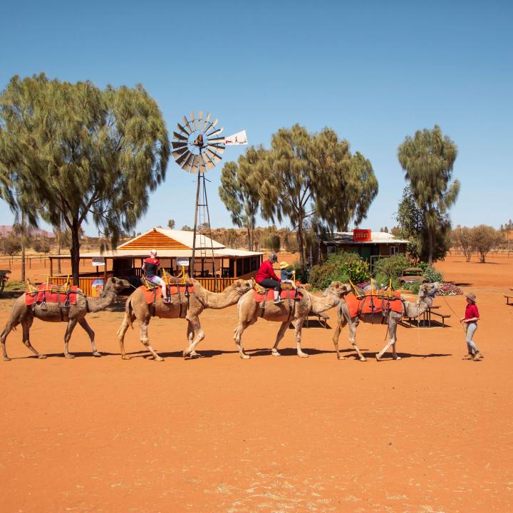 Uluru Camel Tours