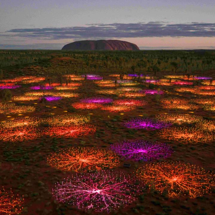 Optical fibres of Field of Light displayed over the vast desert landscape with Uluru in the backgroud