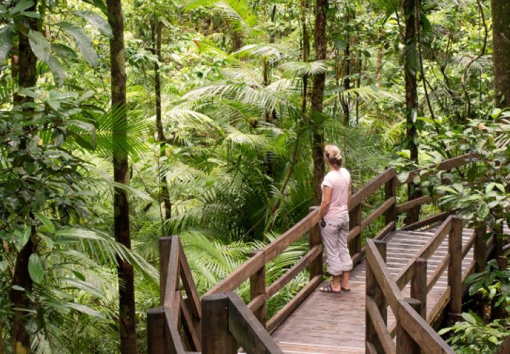 Daintree Rainforest