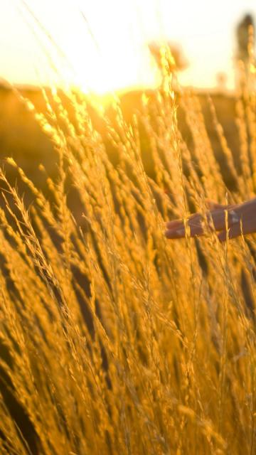 Field of Wheat during the sun; person stroking wheat during the sunset | Voyages Indigenous Tourism