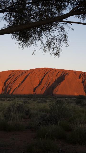 Uluru from a distance with a tree in the foreground