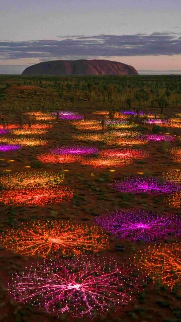 Optical fibres of Field of Light displayed over the vast desert landscape with Uluru in the backgroud