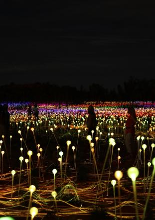 Field of light up close