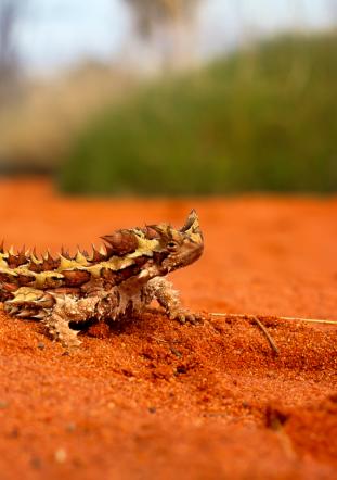 thorny-devil