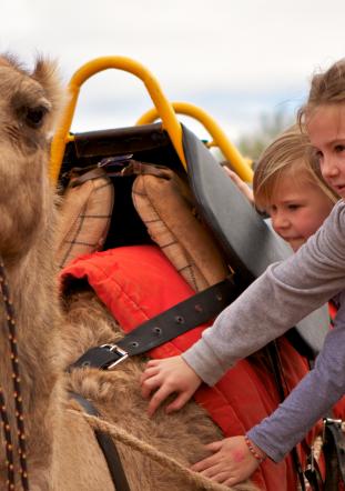 camel and kids