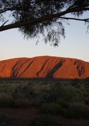 Uluru from a distance with a tree in the foreground